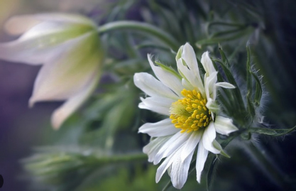white-flower---latest-news